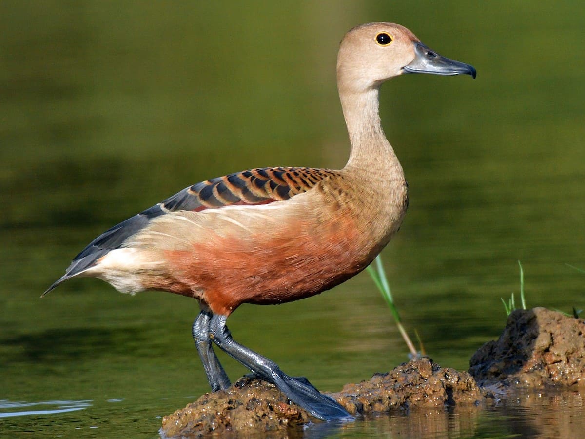 Lesser Whistling-Duck